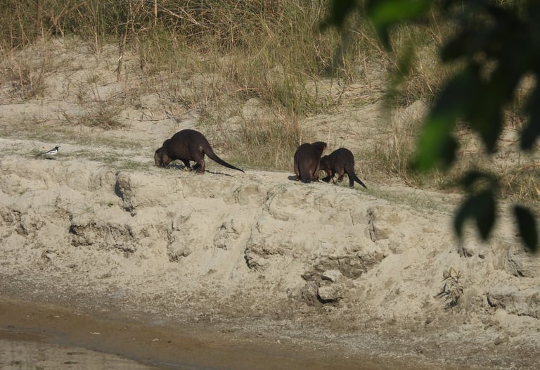 otters on a walk in Bardiya