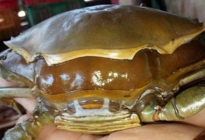 double skinned crabs