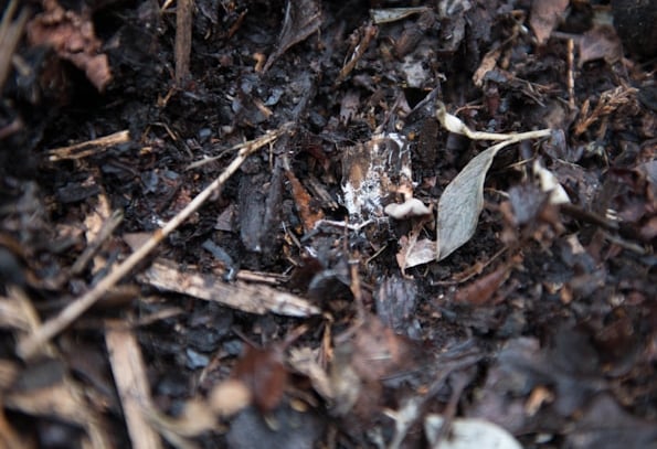 already done compost with the right ingredients