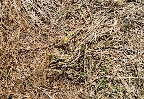a more unusual type of mulch used in a garden