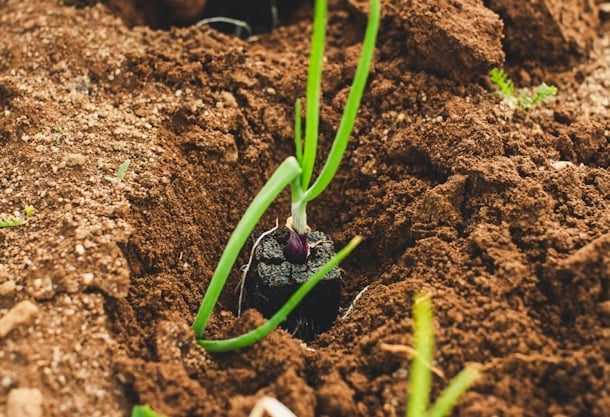 a person planting fower seedlings outdoors