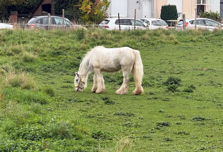 Médiation animale handicap Neuville-en-Ferrain