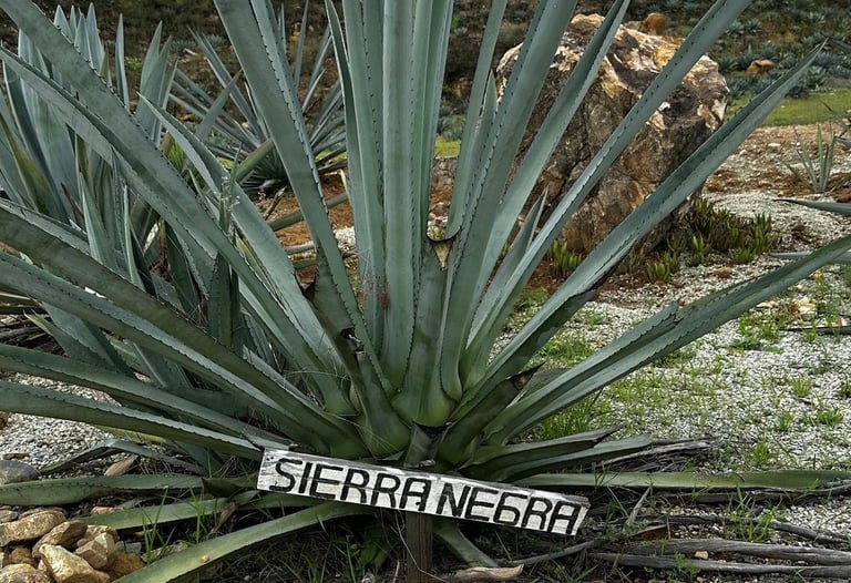Sierra Negra planta de agave