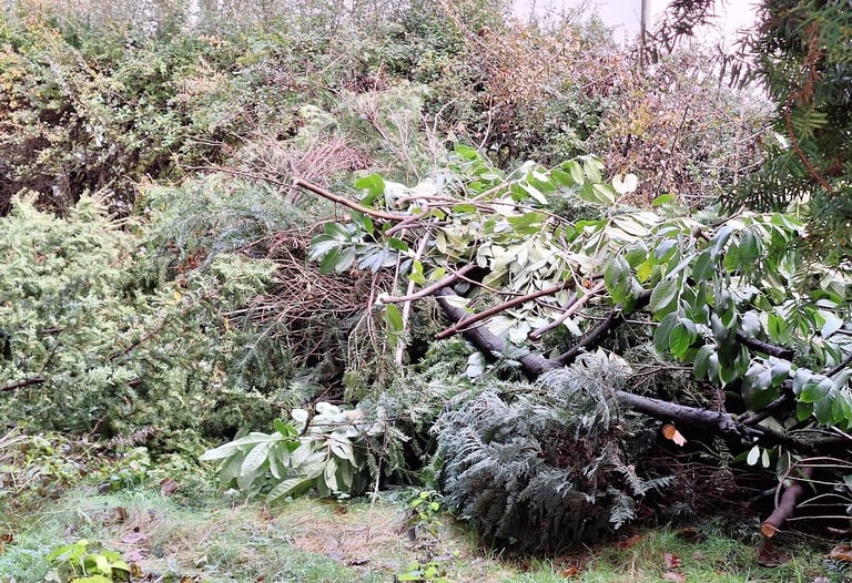 leaves, branches and old wood: great ingeredients for various natural composting methods