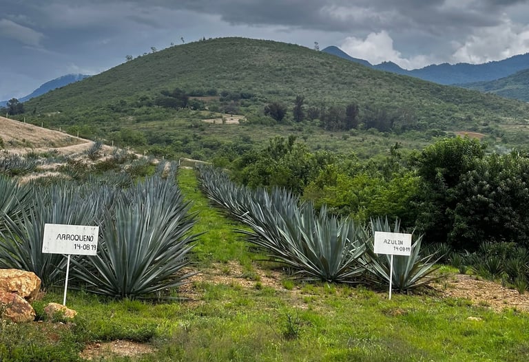 Arroqueño Agave