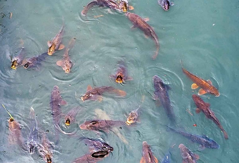 Koi fish swimming near the surface of a pond in a Japanese garden.