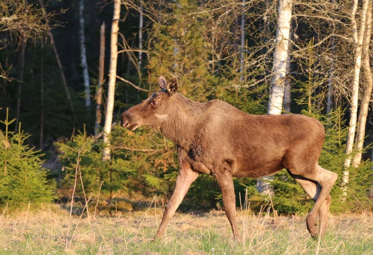 a moose standing in the grass near a forest