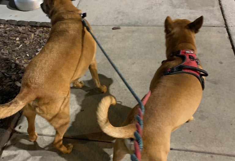 two cute dogs on leash walking on sidewalk at night