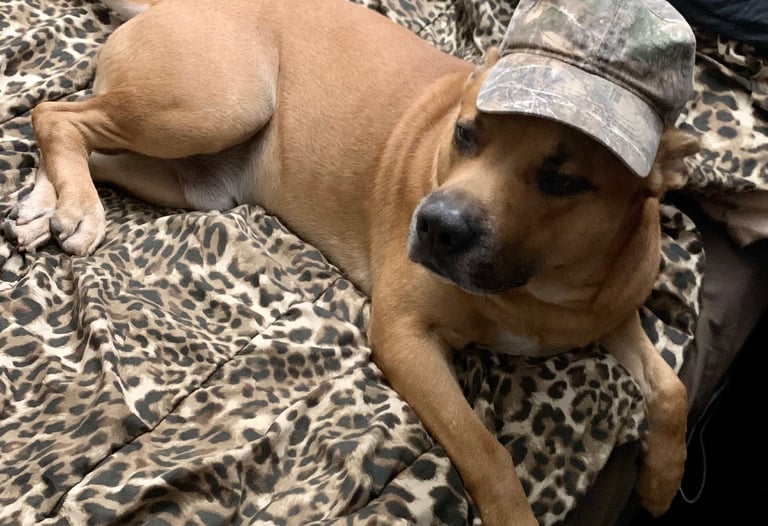 cute puppy on bed wearing camouflage hat