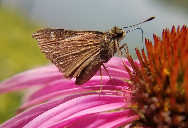 Horace's Duskywing on a purple coneflower