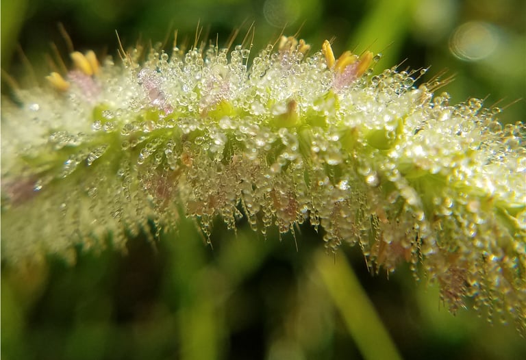 Grass with morning dew