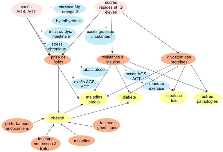 mécanismes de la prise de poids