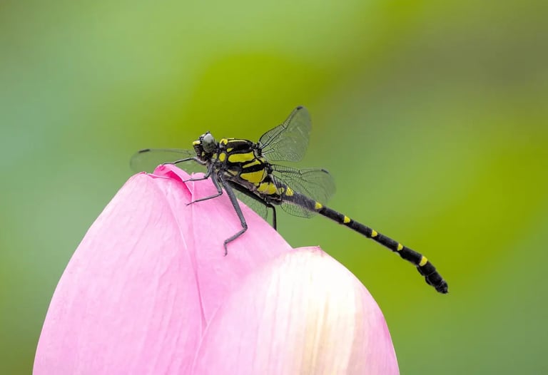 Libellule sur une fleur symbolisant la renaissance et la légèreté après un parcours de soin - Séance Premium