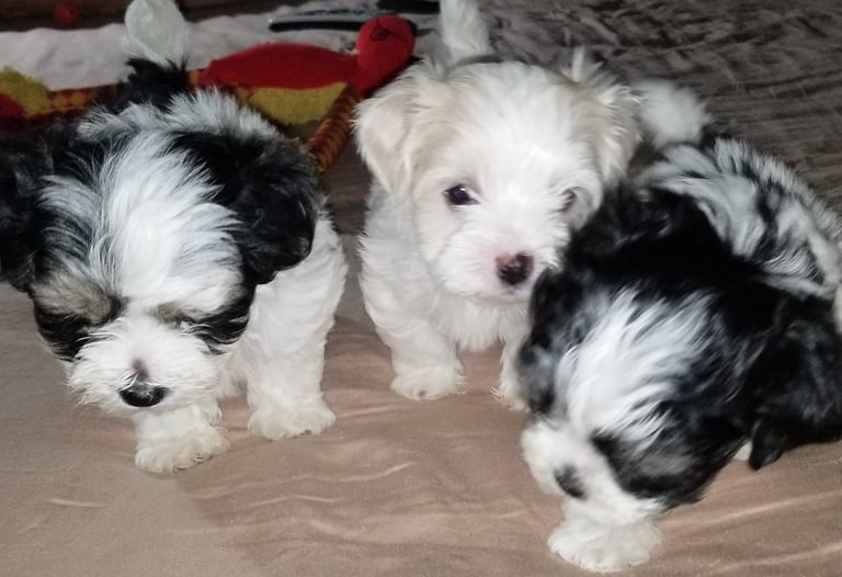 two Black and White Mal-Shi & One White Maltese Puppy togther