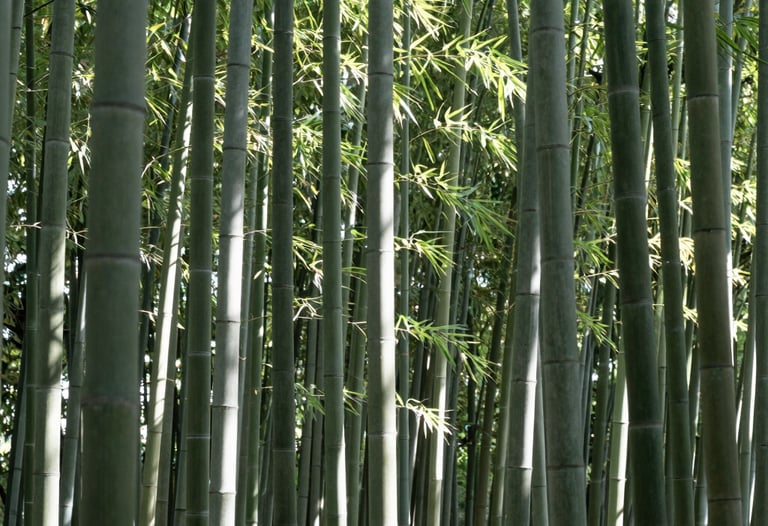 A minimalist bamboo forest with sunlight filtering through the leaves, creating a pattern of green-gray and white. Peaceful and focused composition.