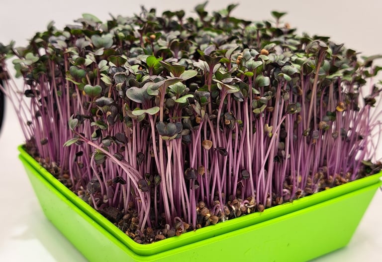 a green planter with sprouts of sprouts