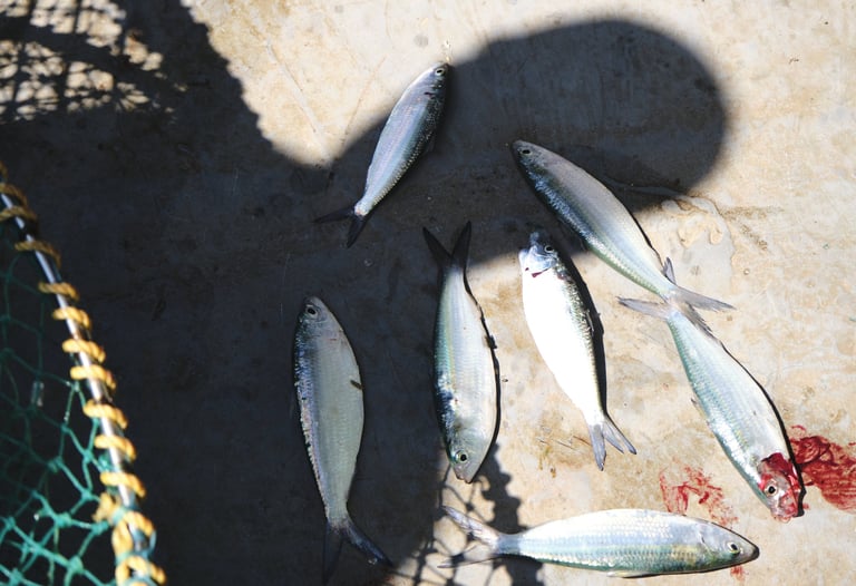 a group of dead fish lying near a net