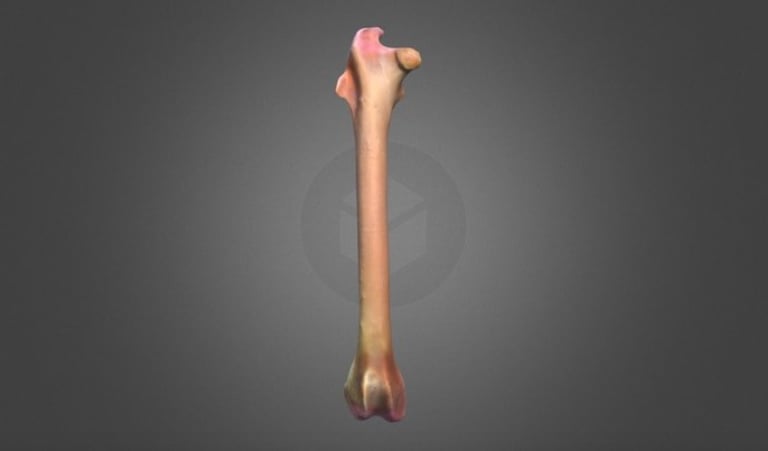 Model of a femur of a rabbit performed with photogrammetry.