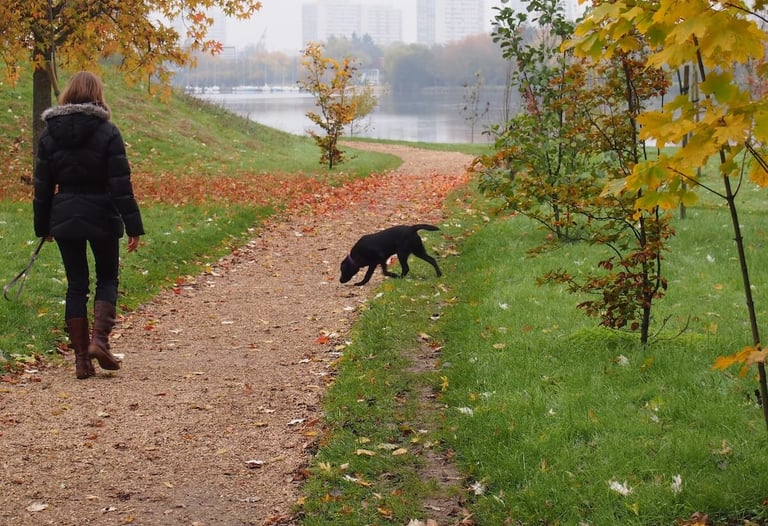 Une femme en séance d'éducation chien, le chien est détaché, en automne