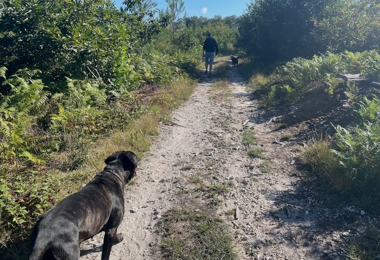 Balade éducative en pleine nature, sur un chemin, avec deux chiens, en séance d'éducation canine