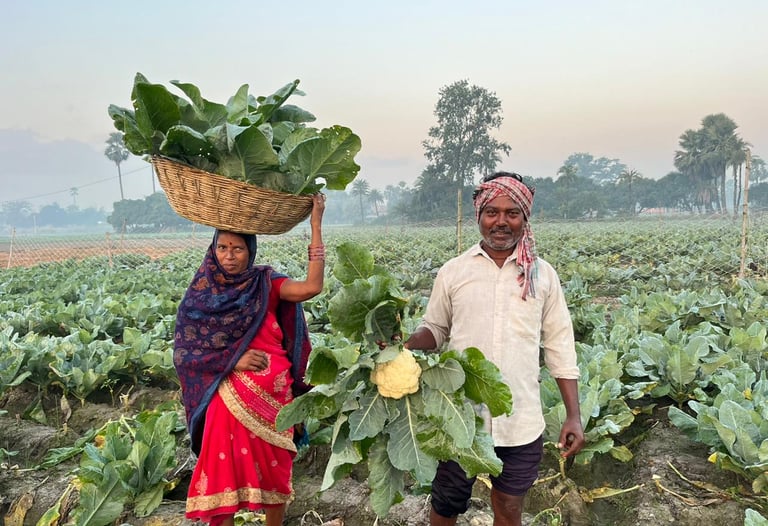 Indian farmers harvesting fresh NXG cauliflower and green leafy vegetables in a rural field.