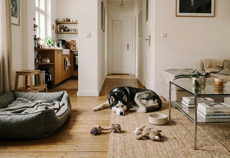 A dog lying on the floor in a small living room with toys and a pet bed, creating a lived-in home environment