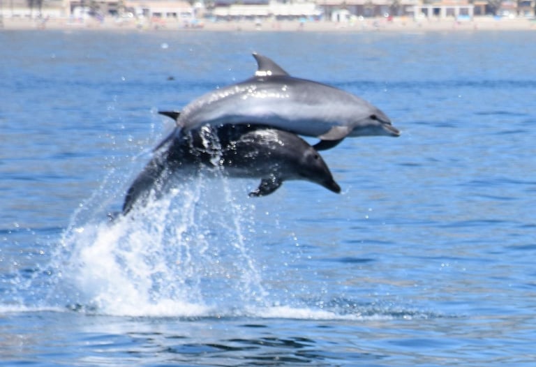 Two bottlenose dolphins jumping together from the ocean water with a coastline background.