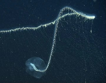 A long, glowing bioluminescent siphonophore floating in the dark deep sea ocean water.
