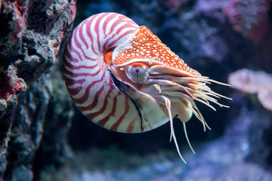 A nautilus with a striped spiral shell swims near a coral reef in a deep blue ocean.