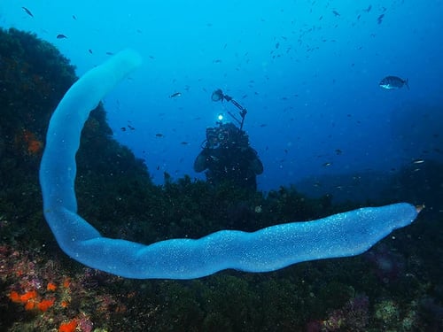 A scuba diver photographs a glowing translucent pyrosome colony floating near a coral reef.