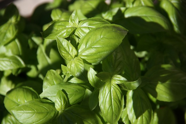 Basil growing excelent in a container