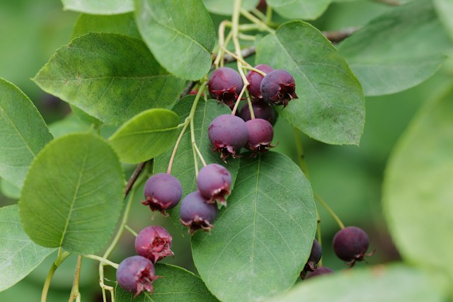 a fast growing shade shrub with leaves and berries