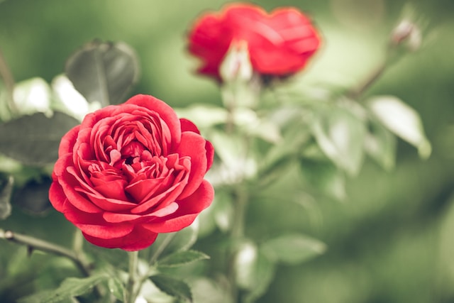 one red Knock Out Rose blooming in a sunny spot