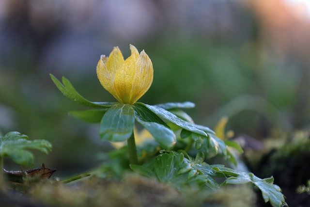 one yellow flowering winter garden plant