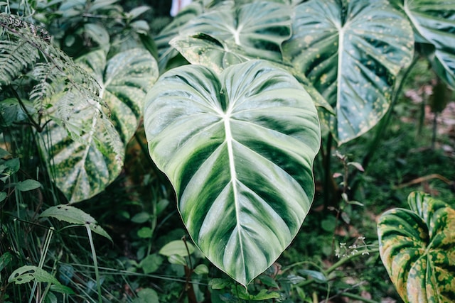 a large green Philodendron leafy plant with a lot of leaves