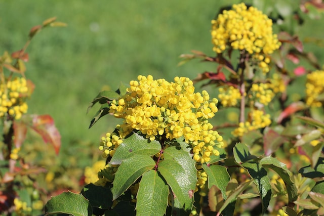 a bush with yellow flowers and green leaves