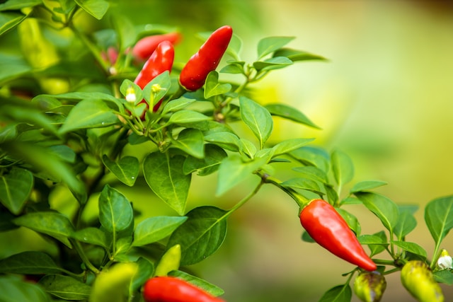 a leafy June pepper plant with red pepprs