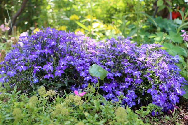 a bush with pink and purple flowering flowers called Lobelia