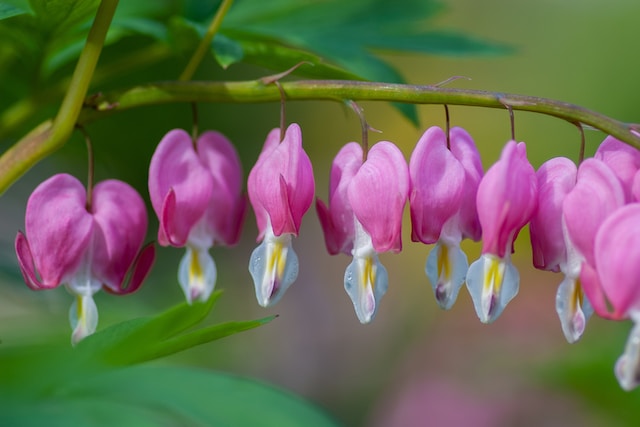 a shade bush called bleeding Heart with Pink flowers