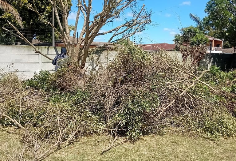 a tree that has been cut down and is in the grass