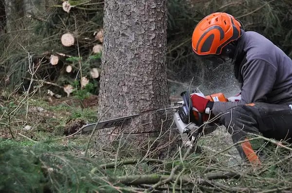 Professional arborist performing a tree pruning service in Somerset West