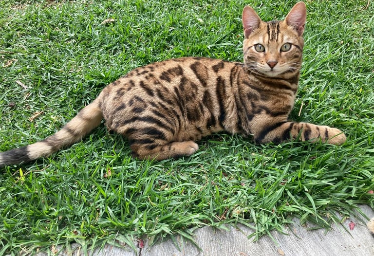 A brown spotted Bengal cat lying down in the green grass outdoors.