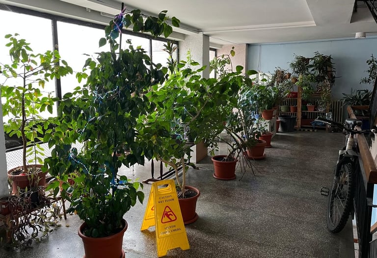 10th floor jungle, excuse the winter! :)