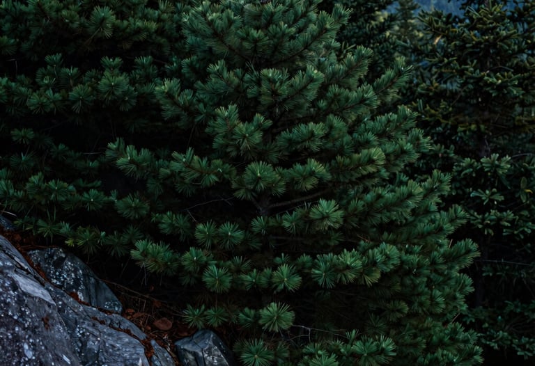 A close-up photograph of lush dark green pine trees on a rocky ridge in the North American / Appalachian Blue Ridge Mountains during twilight, soft dark forest mood.