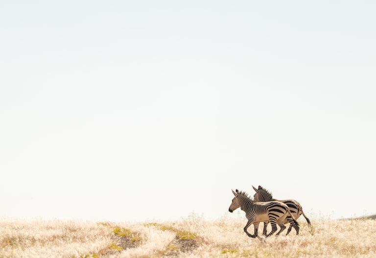 Zebra's in Namibië