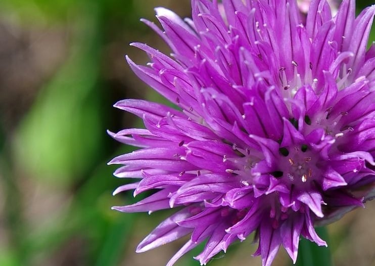 Chive flower head a vibrant pink purple, The delicate purple flowers are edible and make a fabulous edible salad decoration