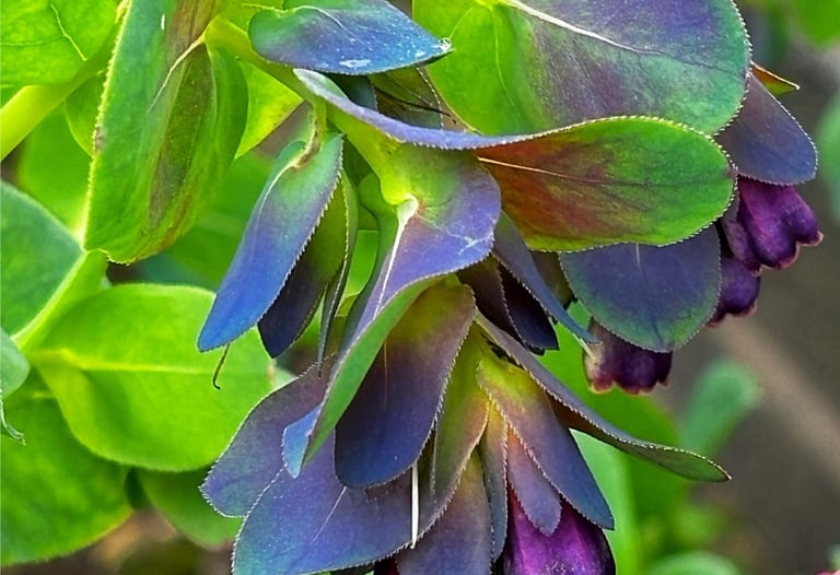 CERINTHE