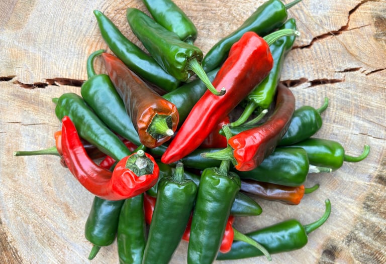 JALAPENO CHILLIES