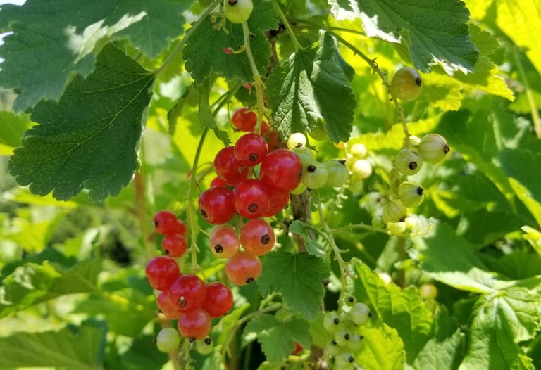 Groseiller à grappes Versaillaise rouge