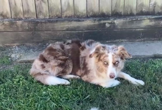 tri chocolate merle 